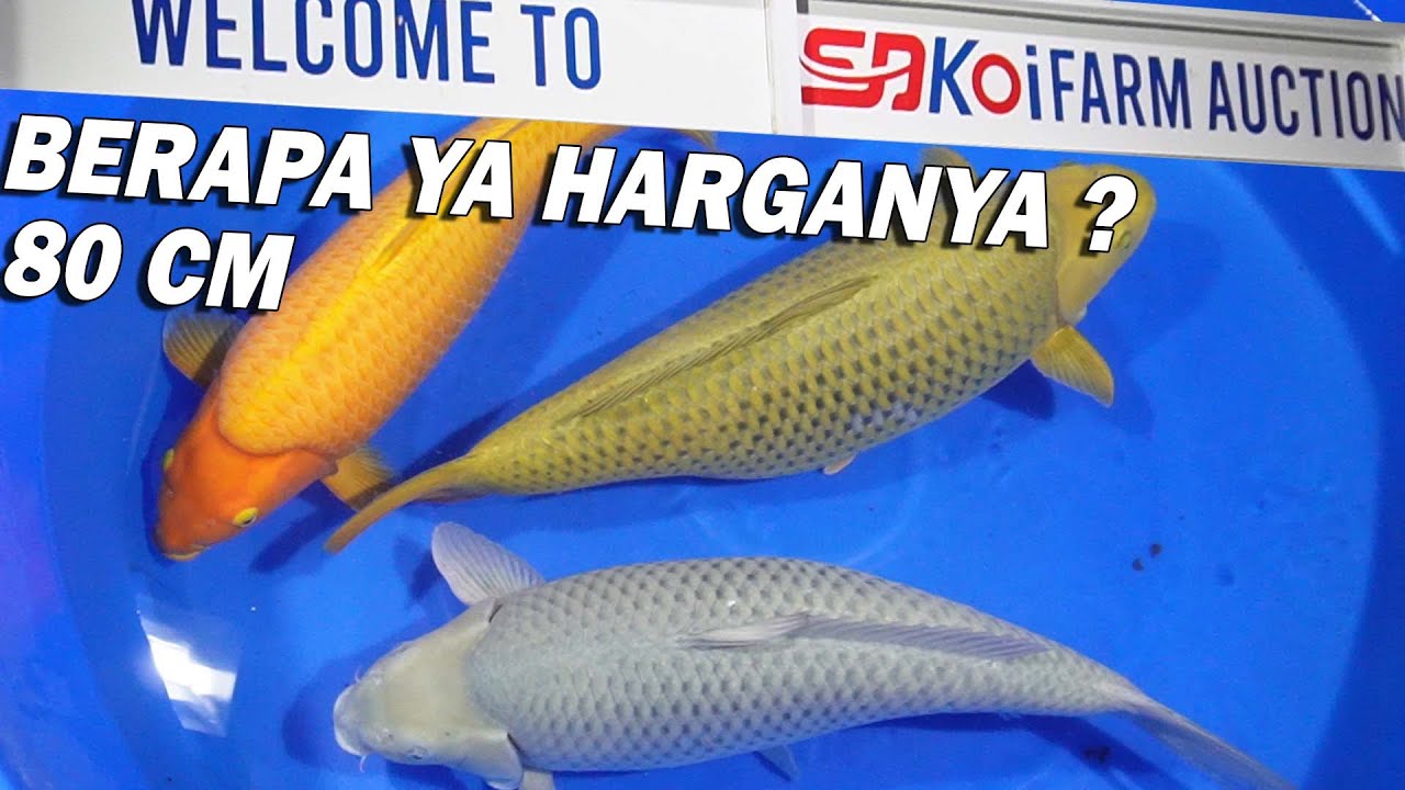 JUMBONYA IKAN KOI INDONESIA DI SJD KOI MAGELANG