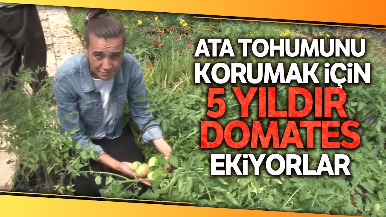 Baba Kız, Ata Tohumunu Korumak İçin 5 Yıldır Domates Üretiyor