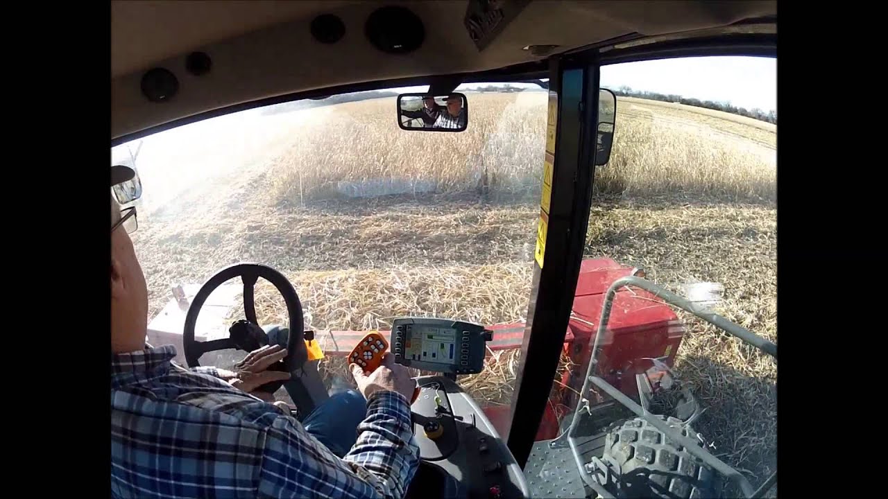 WR9870 Cutting Cane Grass