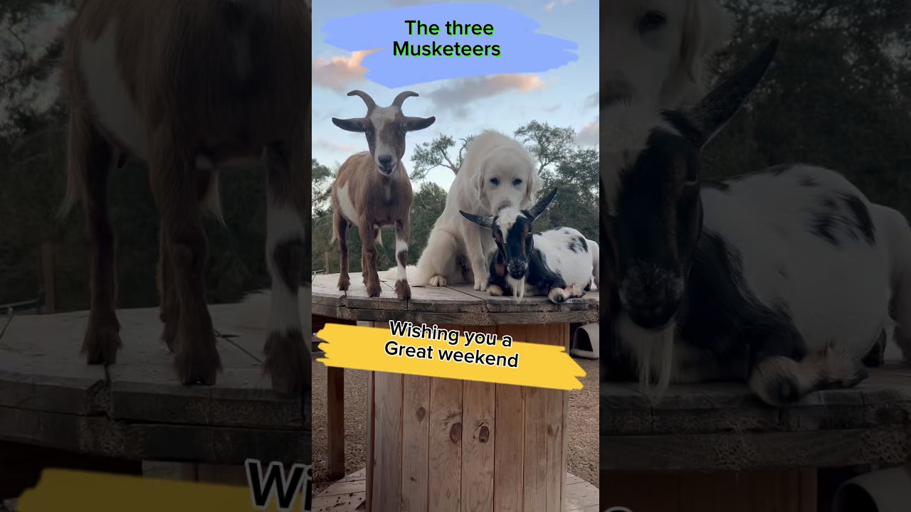 Violet, Kimber and Noel wishing you a great weekend