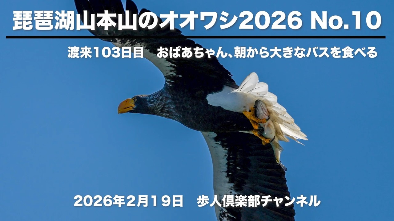 琵琶湖山本山のオオワシ2026 No 10 2026年2月19日　野鳥撮影　渡来103日目　おばあちゃん、朝から大きなバスを獲って食べる
