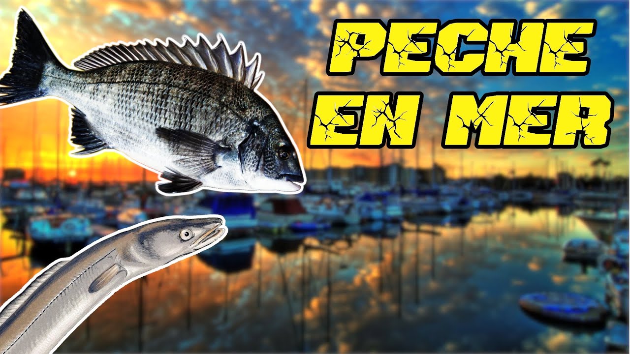 guide de pêche pêche à la daurade pêche du congre pêche du maquereau