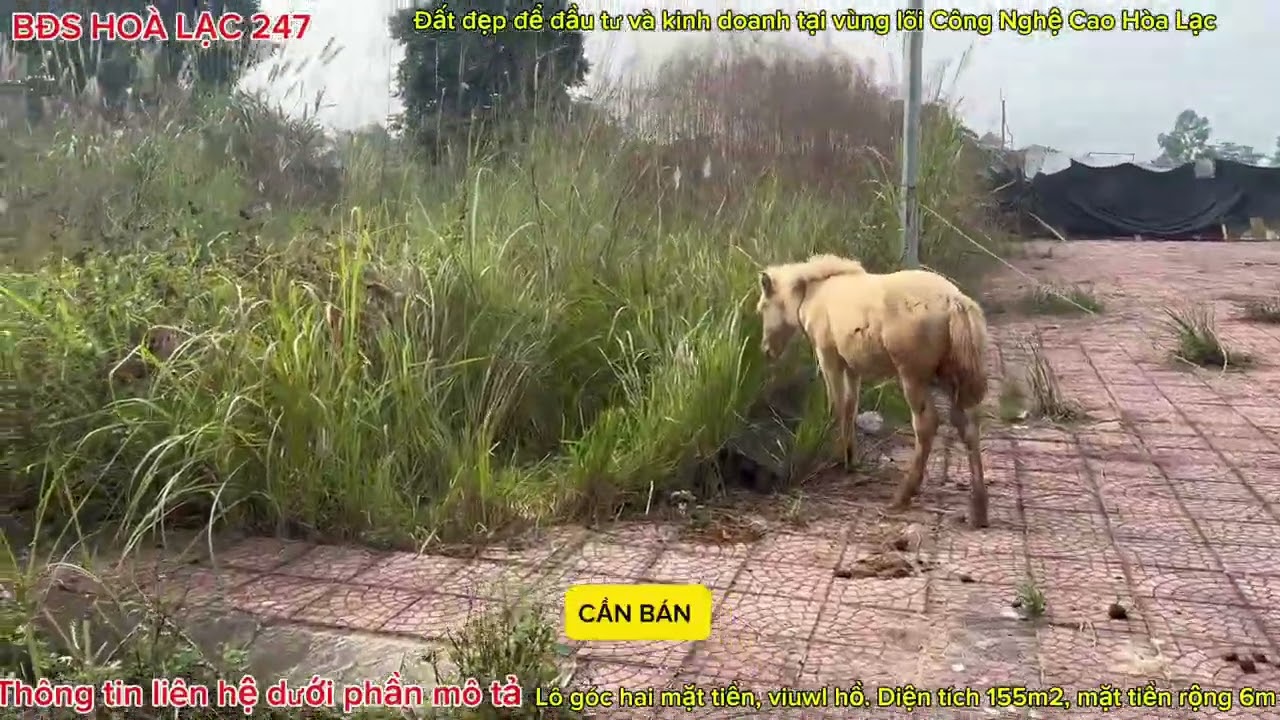 Đất đẹp tại Hoà Lac giá tốt, diện tích 155m2