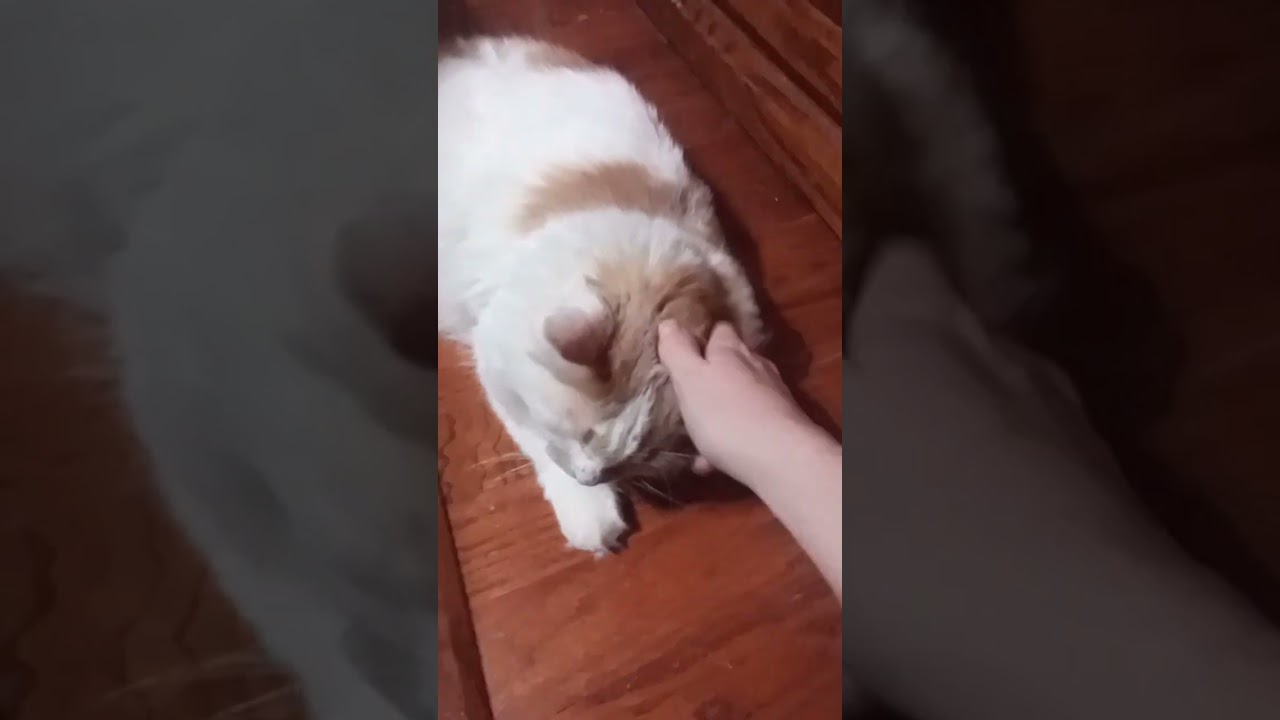 Yoyo says meowdy to ya! 💖