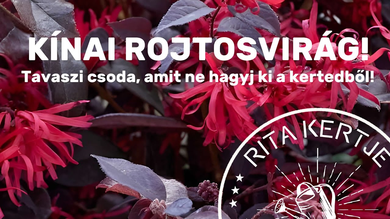 Tavaszi kedvencem: a K&iacute;nai rojtosvir&aacute;g! 💐🌸