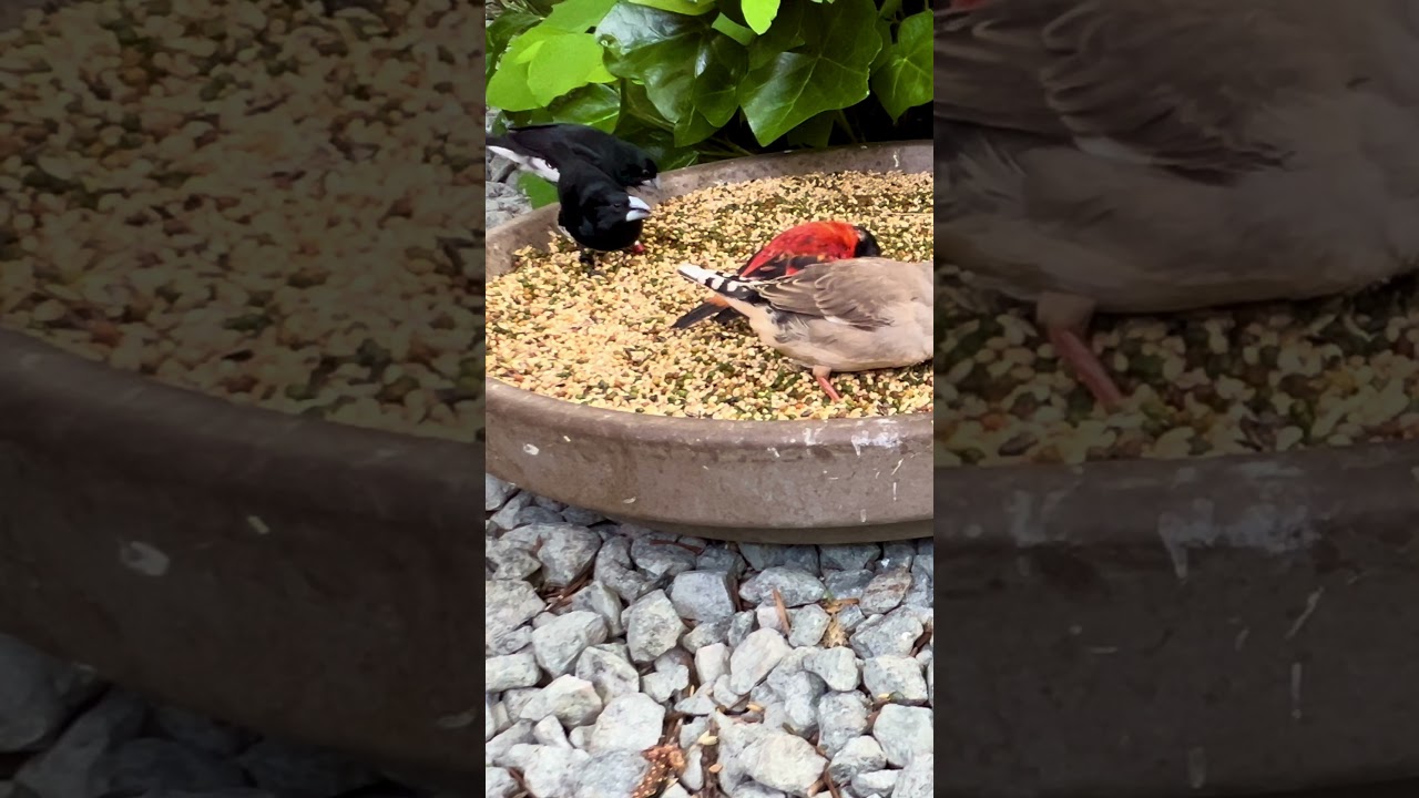 Red Siskins and black and white munia #birds #bird #aviary