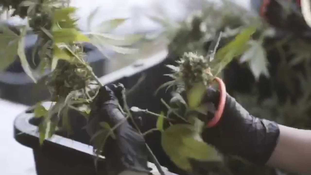 Lushfield's Fresh Frozen