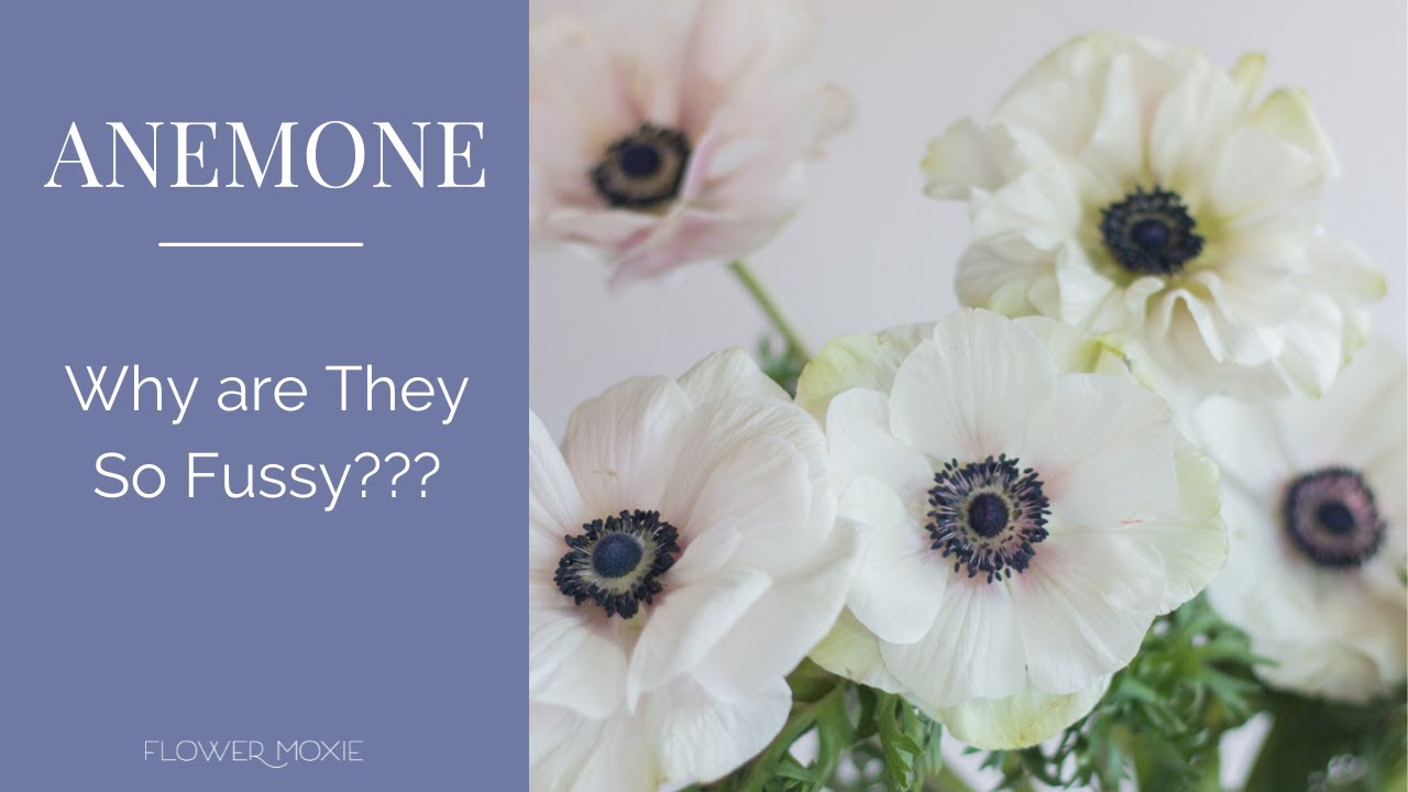Anemone 101: Почему они такие привередливые???