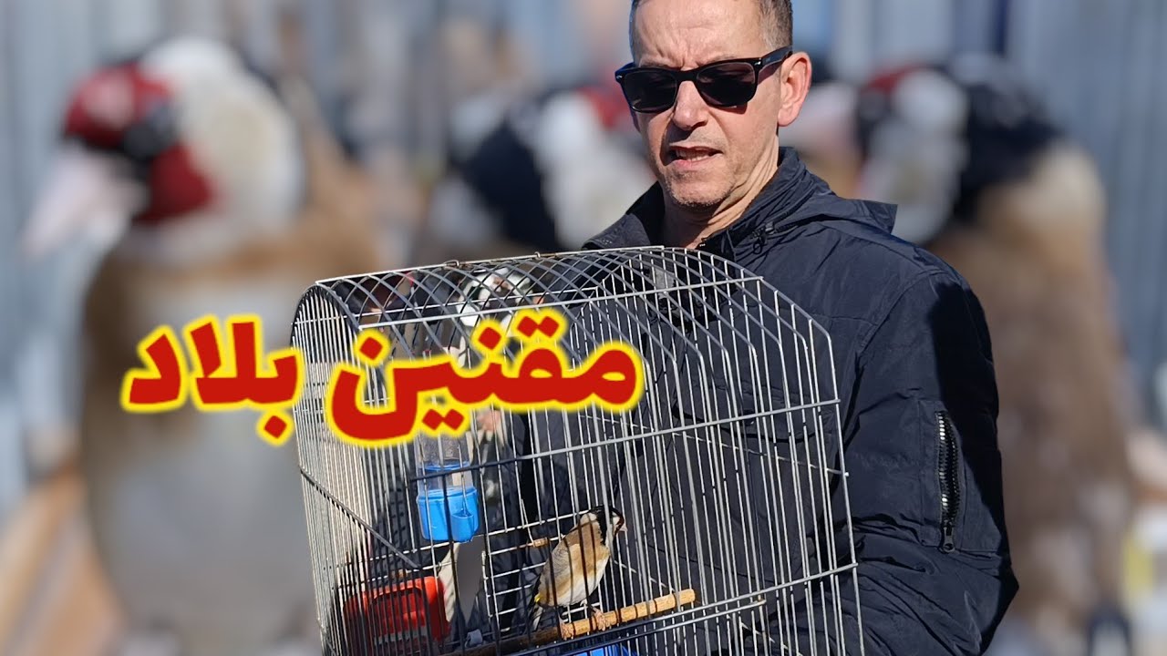 سوق بودواو لطيور الزينة | فيديو متنوع لاجمل الطيور المغردة 