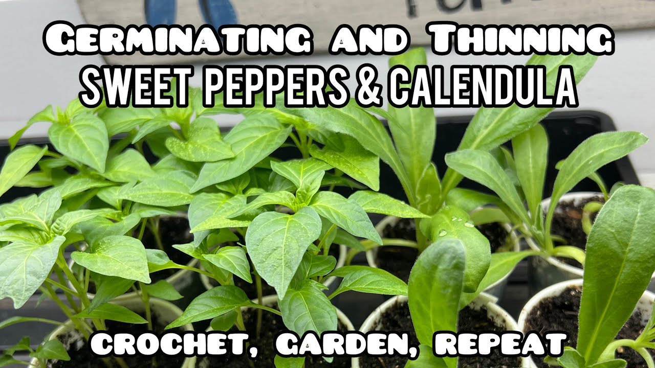 *Germinating & Thinning* Sweet Peppers & Calendula 🌼 Crochet, Garden, Repeat