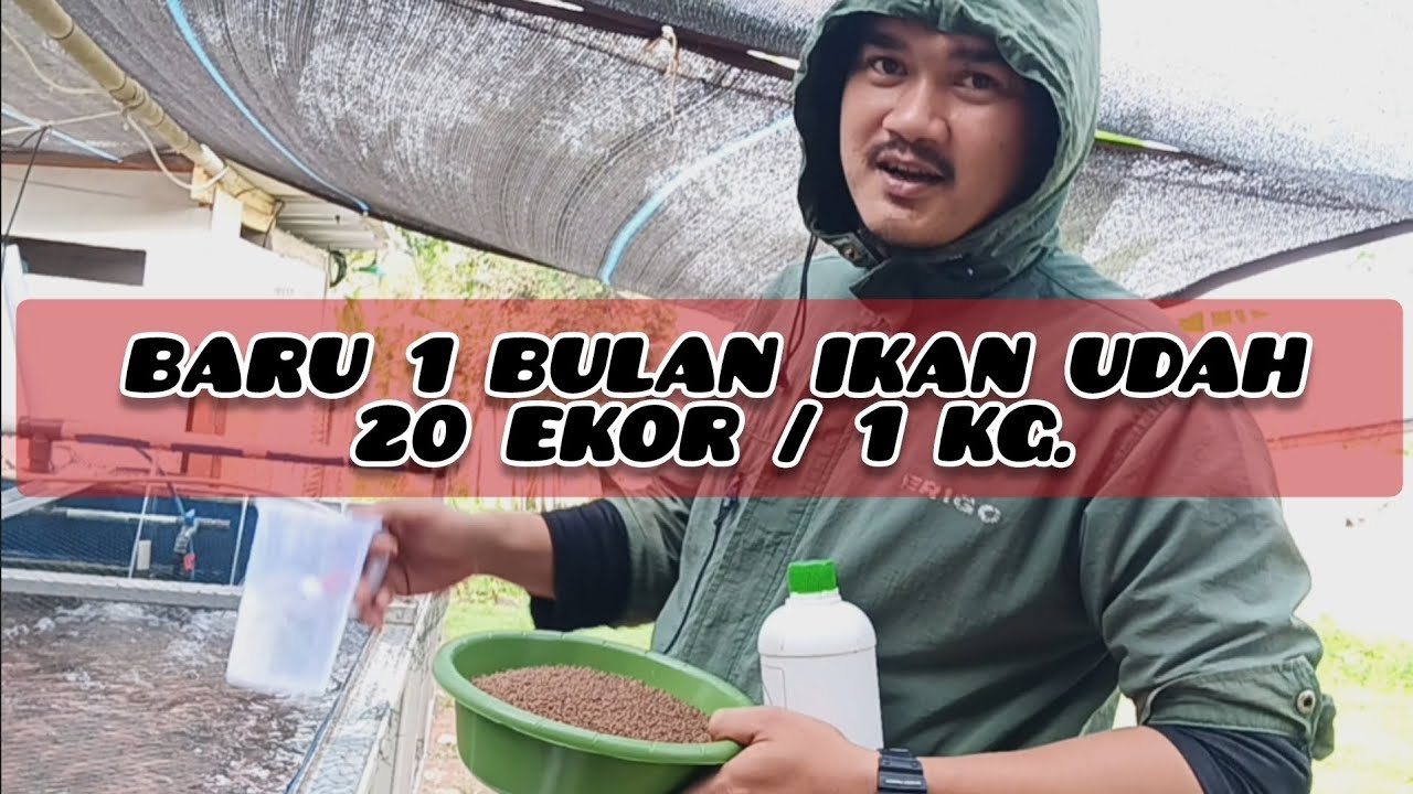 Inilah Rahasia Ikan Tumbuh Cepat dan Sehat | Bibis Pakan Minimal 5 mnt Sebelum di Berikan Ke Ikan