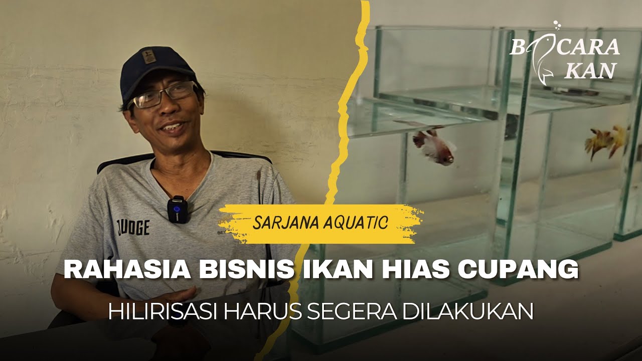 BISNIS CUPANG MASIH SANGAT MENJANJIKAN | HILIRISASI CUPANG HARUS SEGERA DILAKUKAN !