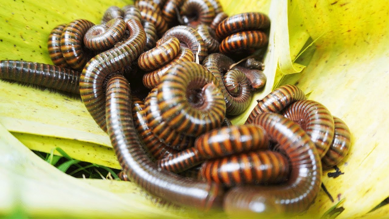 Hunting POISONOUS Millipedes, Giant Millipede, Snails, Small Red Millipedes