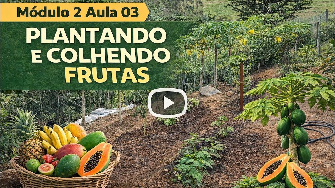 Plantando e colhendo frutas
