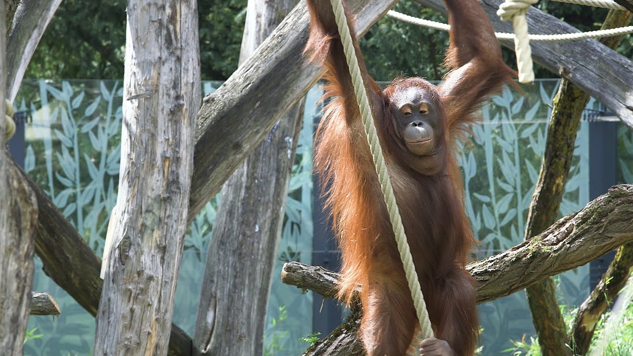 Orang-Utans erkunden neue Außenanlage I Tiergarten Schönbrunn