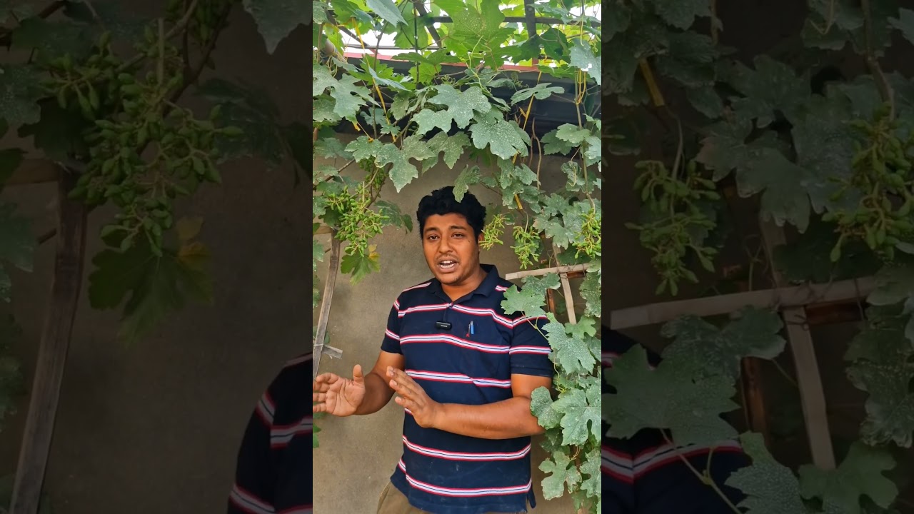 Grapes mother plants on rooftoop #farming #shortsviral #shorts