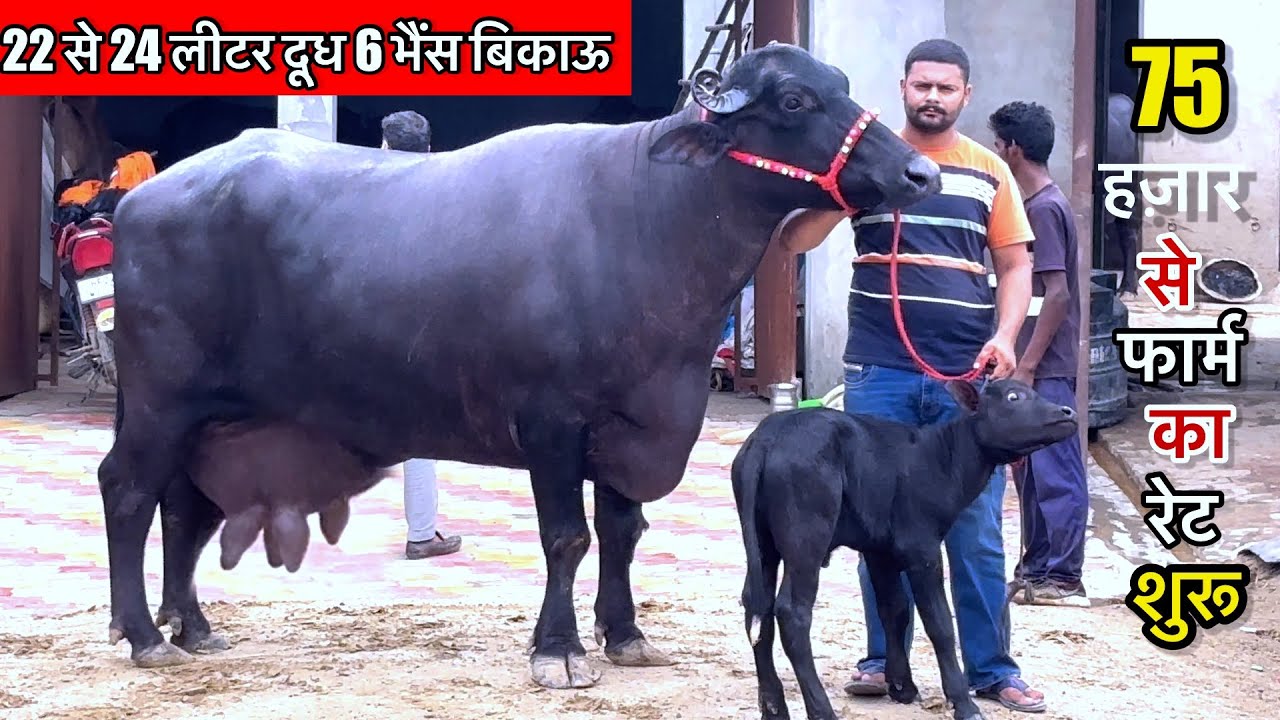22 से 24 लीटर दूध की भैंस फार्म का कम से कम रेट 75 हज़ार से शुरू  #manishdhendwal