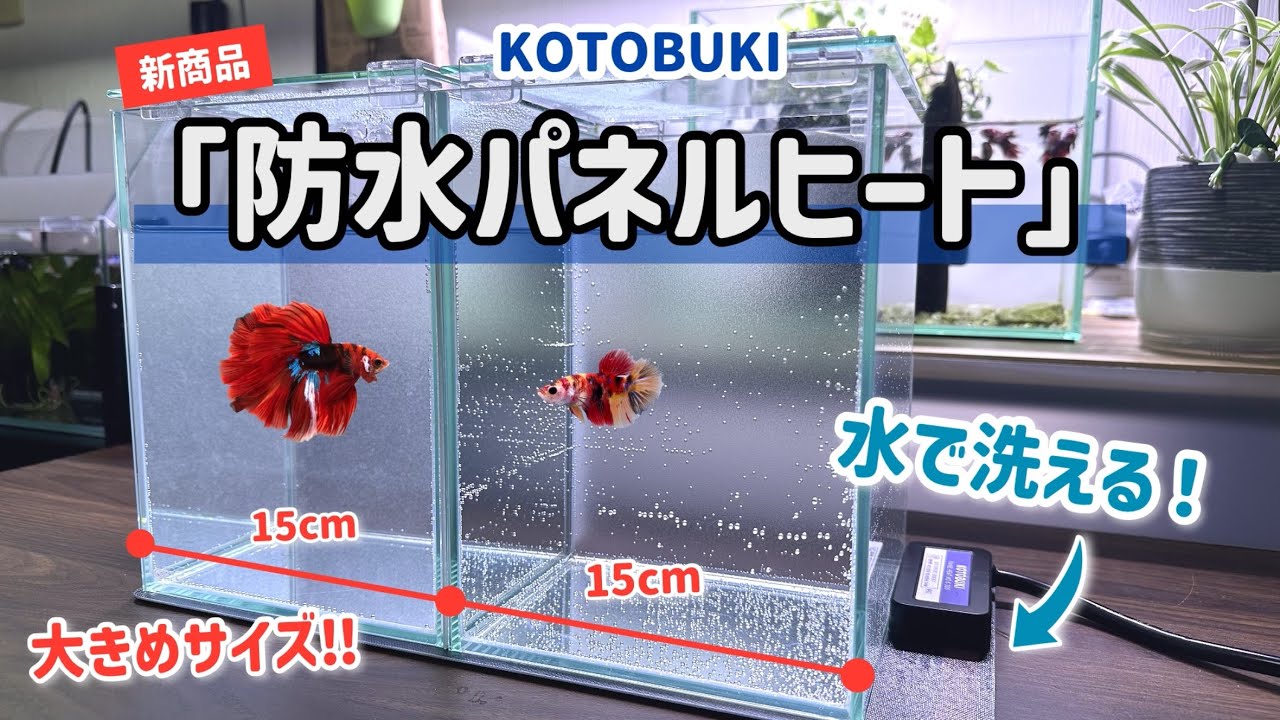 【ベタ飼育】大きめサイズの「防水パネルヒート」を正直レビュー‼︎