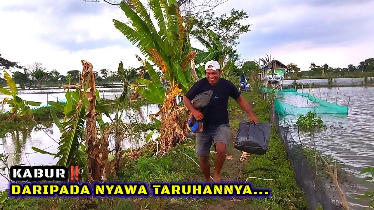 TARUHAN NYAWA‼️MENDING KITA KABUR SAJA #mancing  #fishing