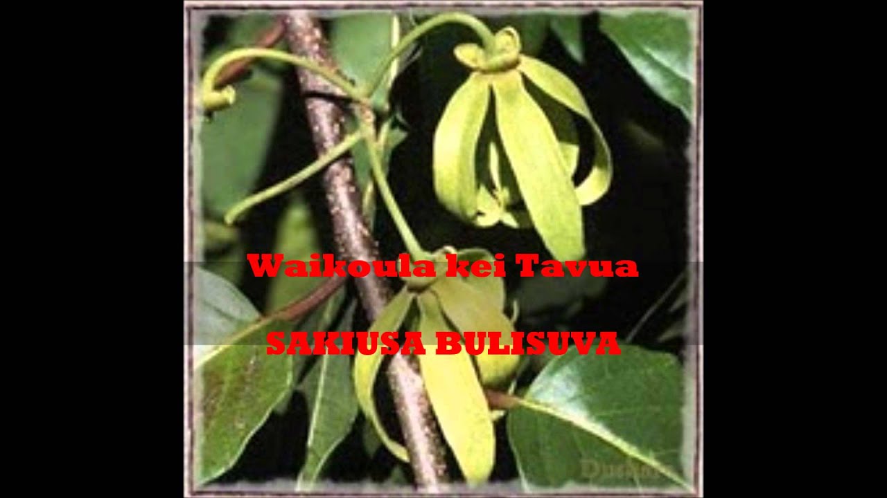 Waikoula kei Tavua- SAKIUSA BULISUVA