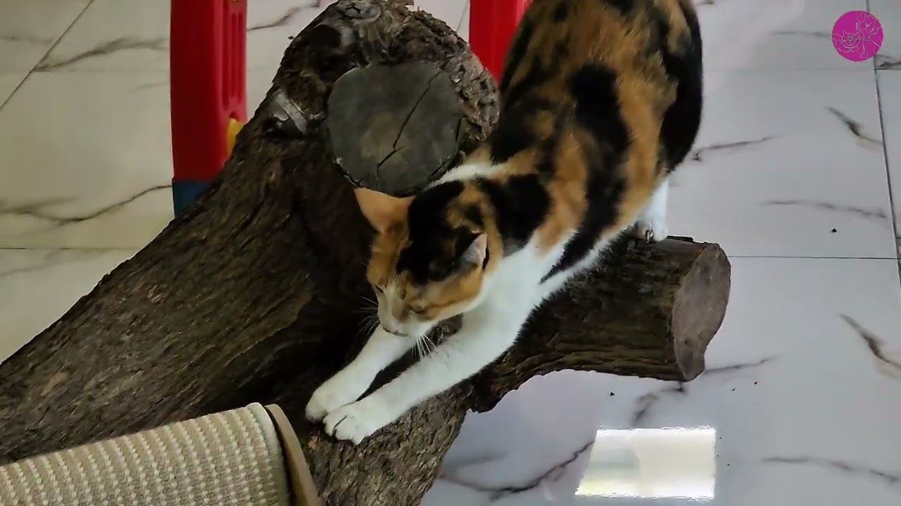 Pixie’s Playtime & Paw Care Fun | Domestic Shorthair Cat Holiday Vibes