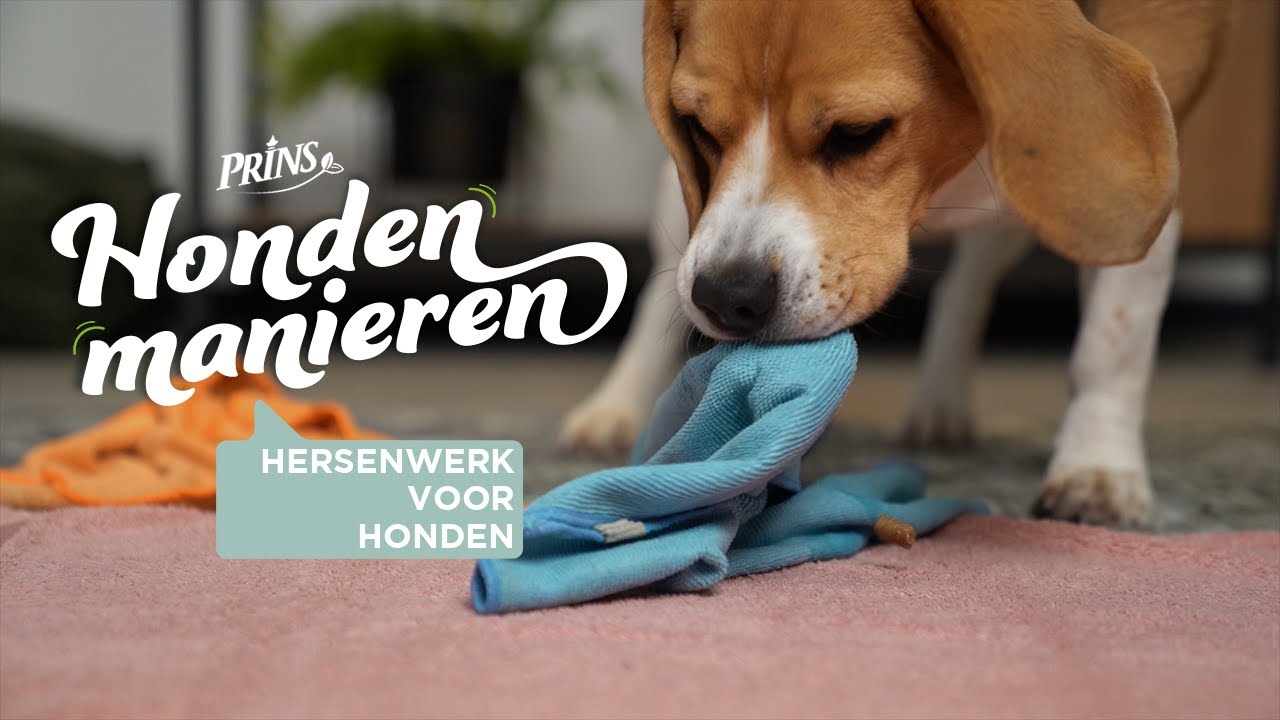 Hondenmanieren Q&A: Kan Mijn Hond Meer Zelfvertrouwen Krijgen Door Hersenwerk?