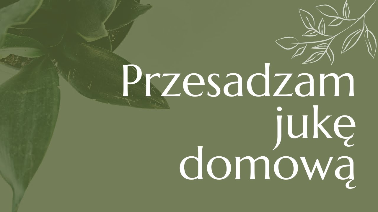 Akcja - przesadzanie. Moja Juka potrzebowała nowej donicy.  #roślinydoniczkowe #zielone #flowers