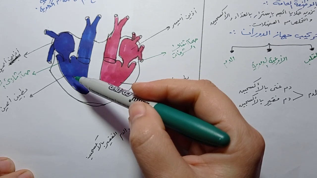 الجهاز الدوري (تركيب القلب)