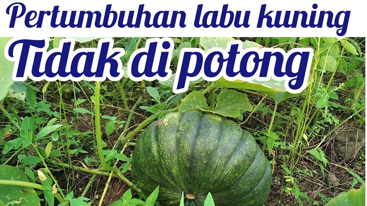 Pertumbuhan labu tidak dipruning(potong)