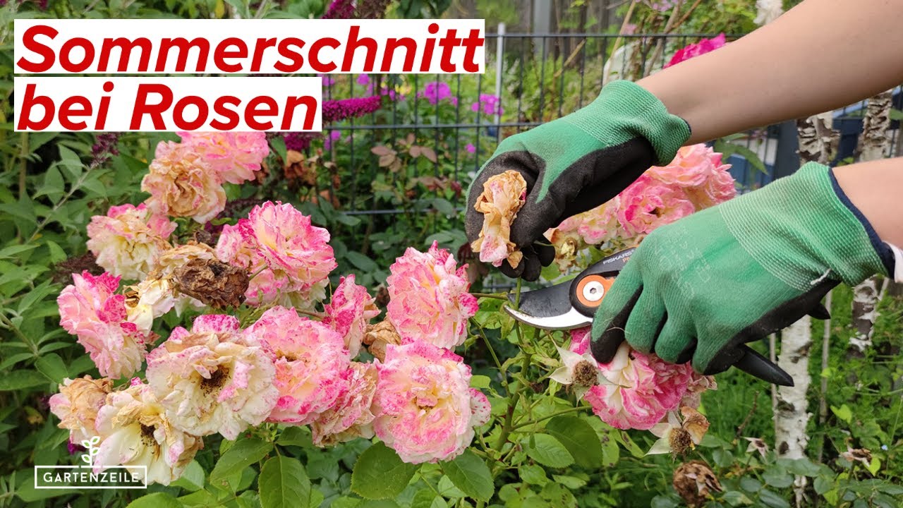 Rosen schneiden im Sommer! Das solltest du beim Sommerschnitt deiner Rosen beachten!