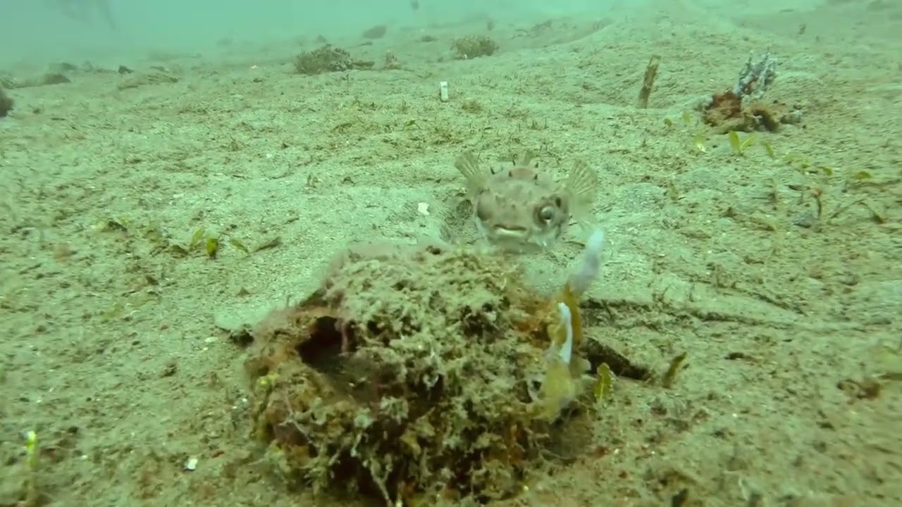 Beautiful encounter with a small Pufferfish.  Dauin, Philippines3 2 26