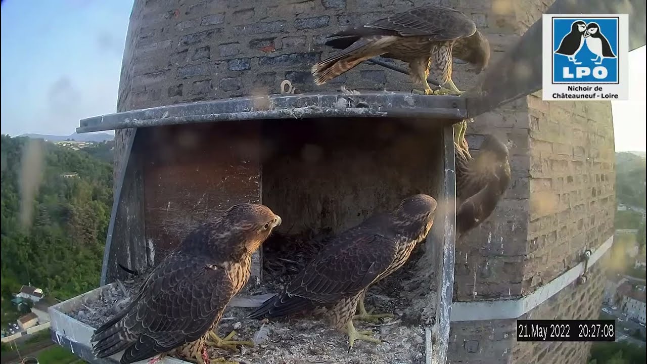 Premier retour au nichoir périlleux pour un jeune Faucon pèlerin !