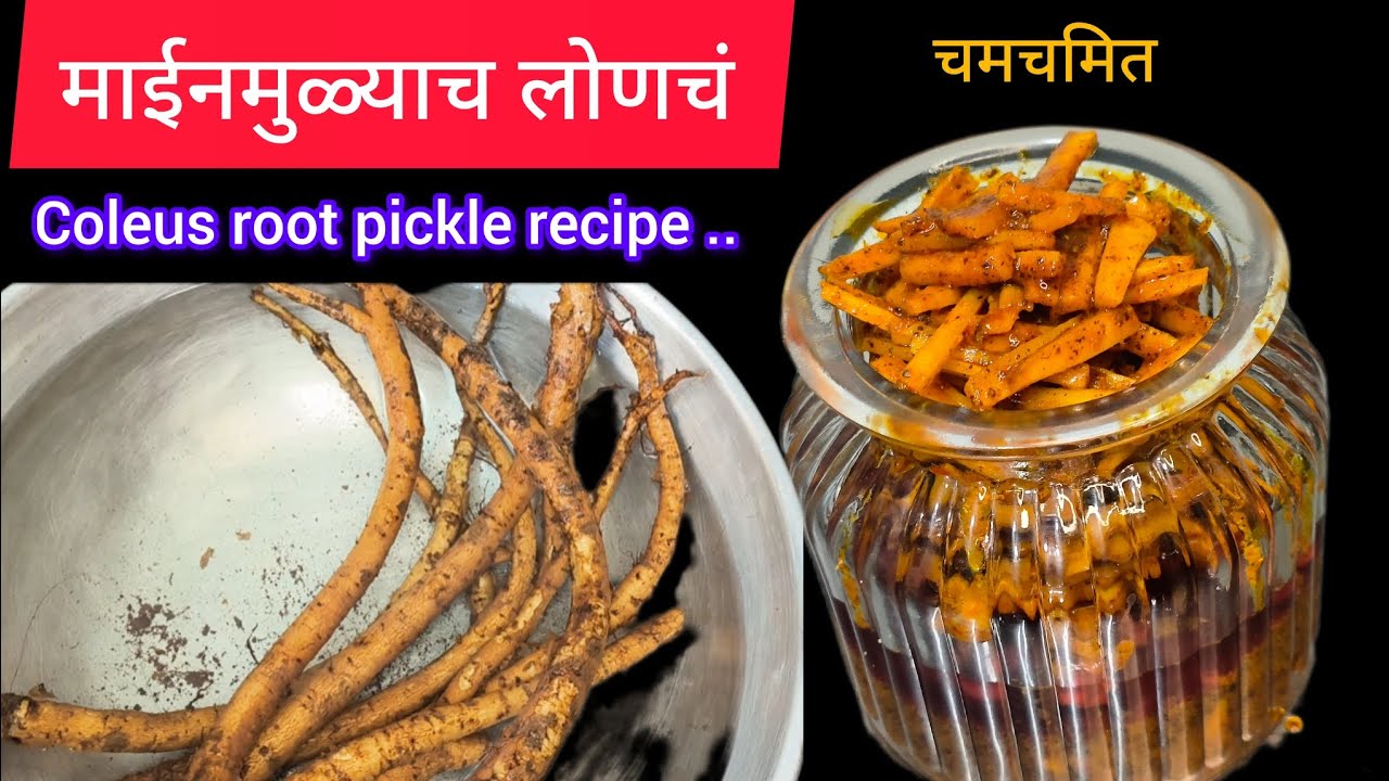 माईनमुळाच लोणचं /mine mula coleus pickle root जे आयुर्वेदिक गुणांनी भरपूर no preservatives