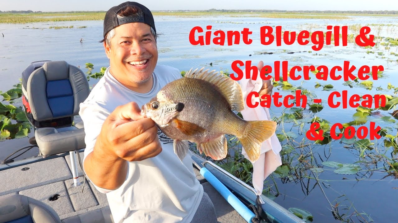 Giant Bluegill & Shellcracker Catch Clean Cook (Bass Feeding)