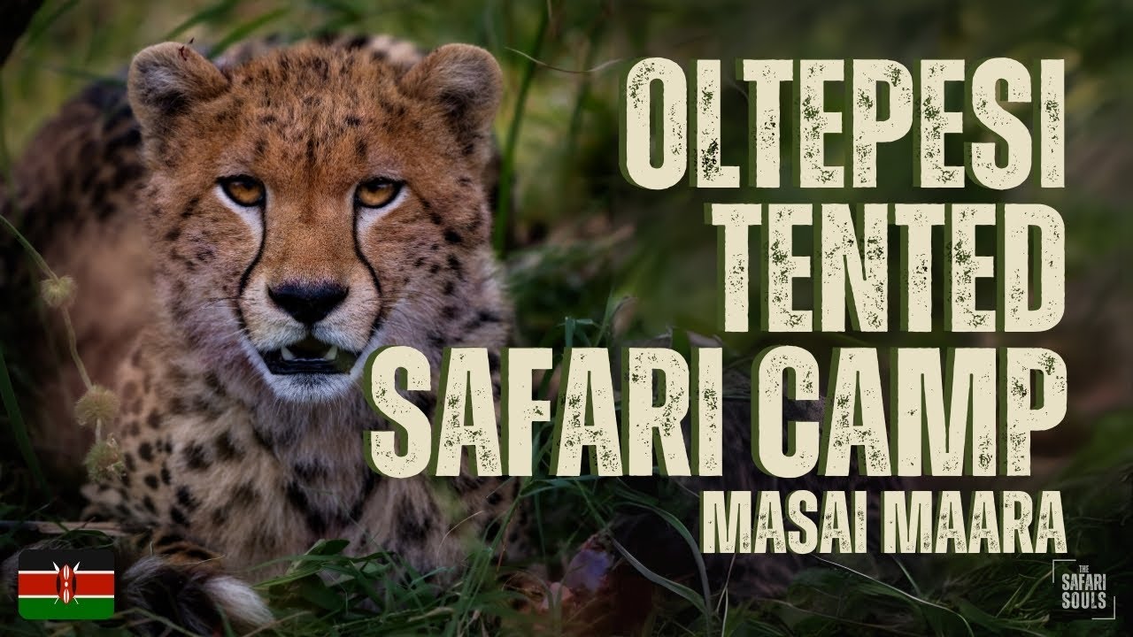 Best Safari Camp for Wildlife Photographers- Oltepesi Tented Safari Camp in the Masai Mara