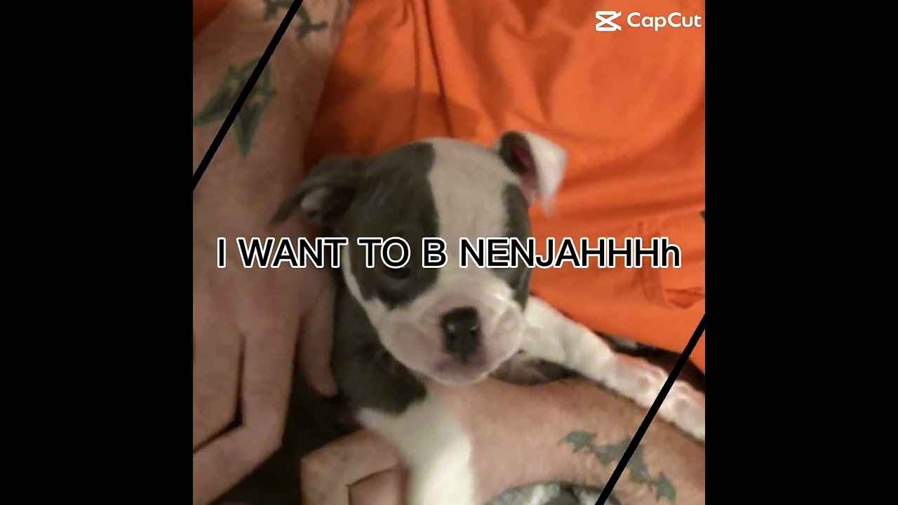 Dogninja