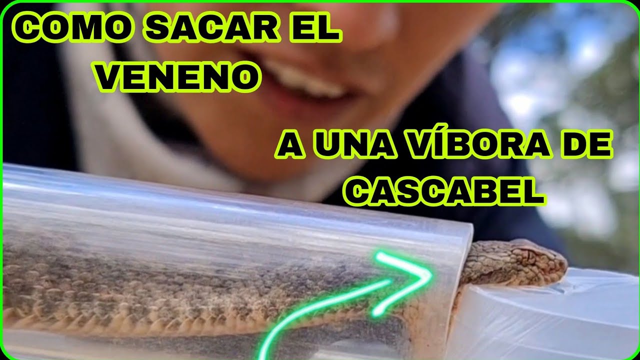 VIBORA DE CASCABEL, Como encontrarlas?