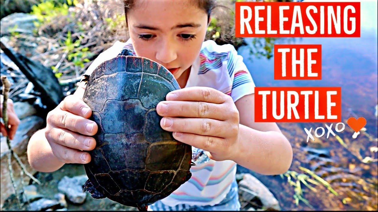 TURTLE RELEASE | Emotional video | Part 2