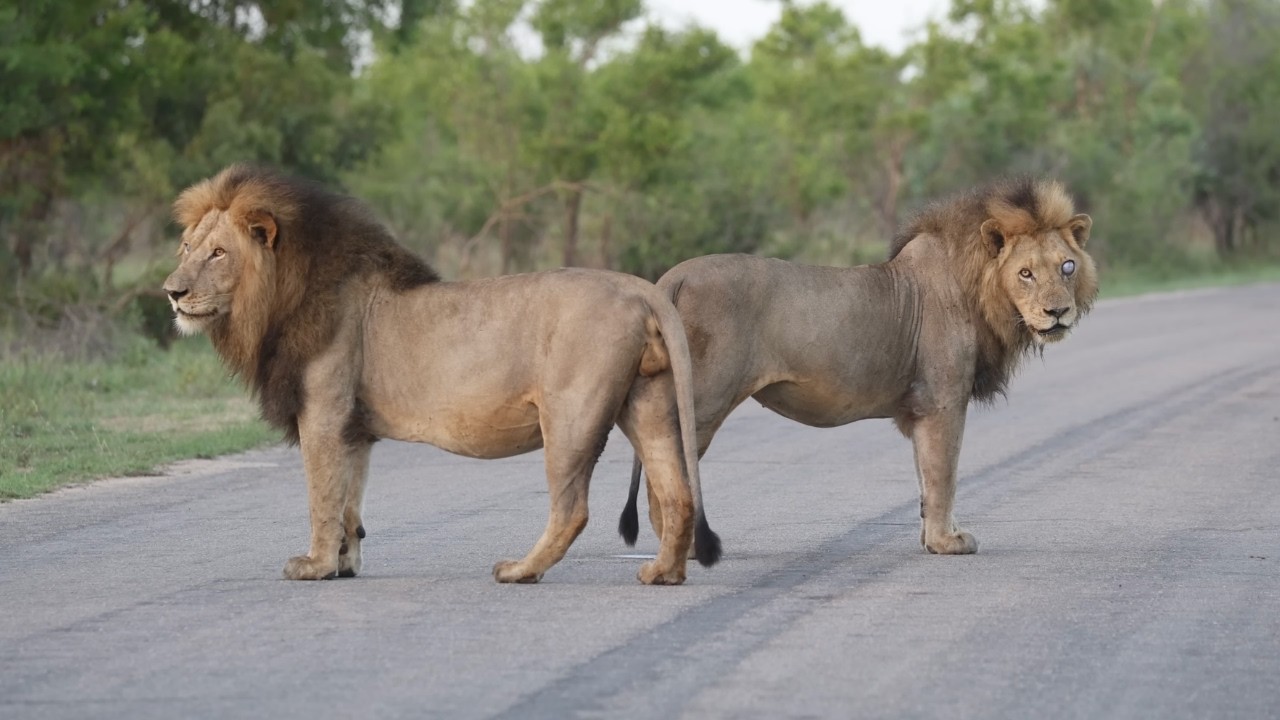 Kruger National Park - SKUKUZA