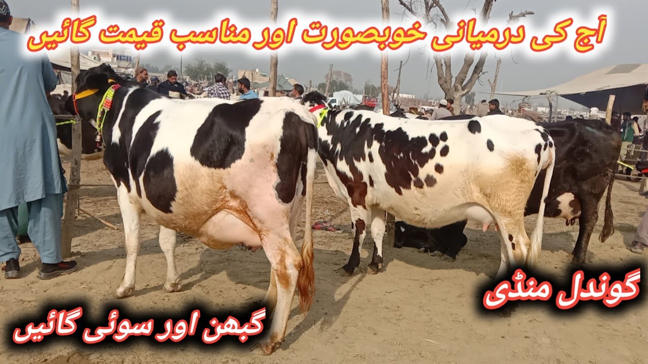 Beautiful 1st And 2nd Timer Pregnant And Milking Cows Fresh Update Today At Gondal Maweshi Mandi 