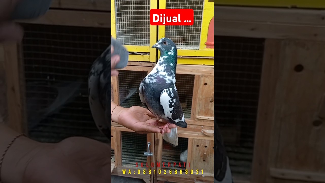 merpati pasar