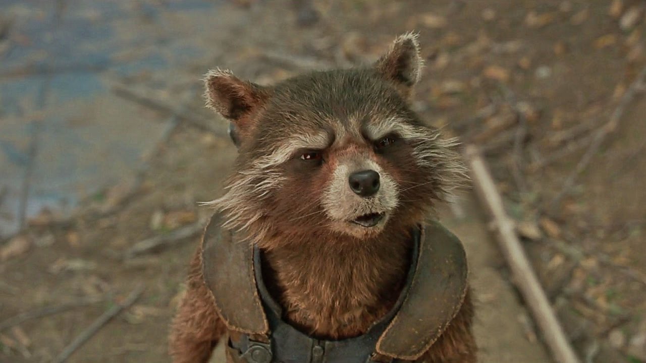 Ракету называют мусорной пандой в фильме Marvel «Стражи Галактики. Часть 2» (2017)