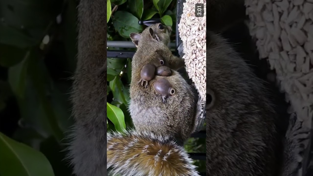 botfly on squirrel