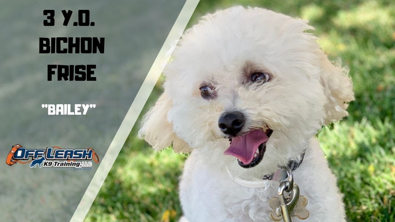 BICHON FRISE/ DOG TRAINING