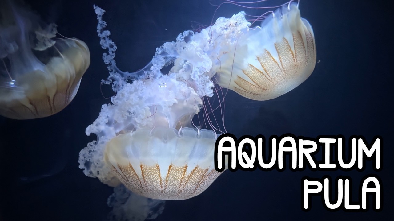 🌊 Aquarium Pula – Mořský svět v srdci Istrie! 🐠🐙🦈