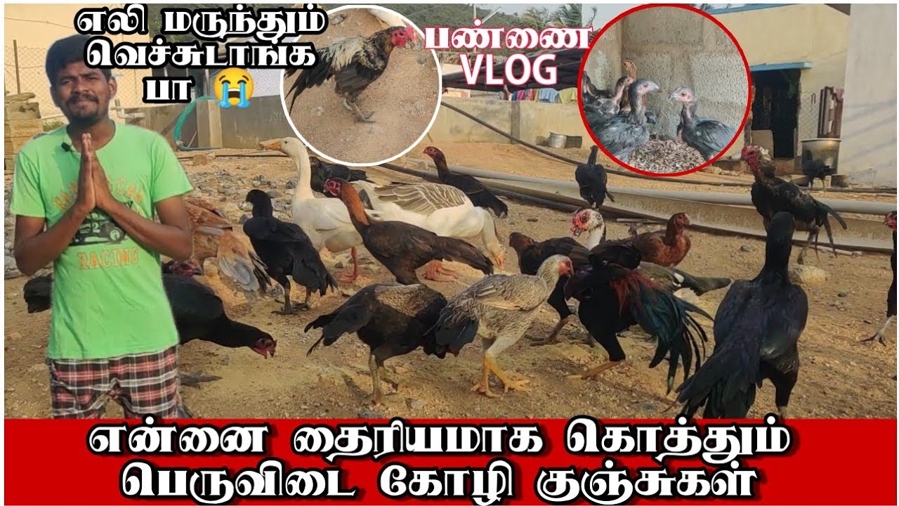💥என்னை உரிமையாக கொத்தும் பெரு கோழி குஞ்சு / ஒரு மாத குஞ்சு 200 ரூபாய் தான் 🤩