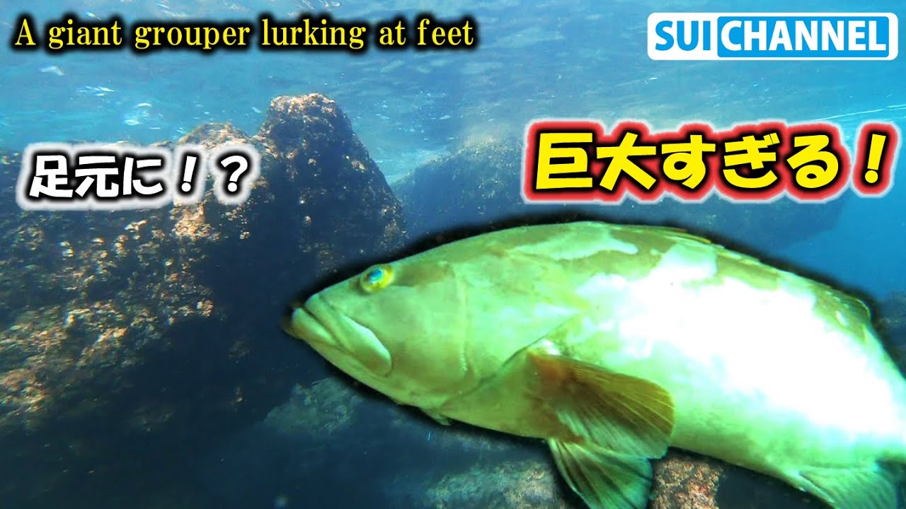荒磯のすぐ足元に巨大なクエが！？海底の亀裂にハタの楽園を見つけた！A giant grouper lurking at feet