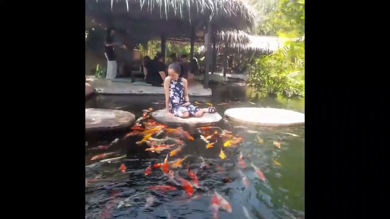 Koi Fish Thailand Ma-FeungY&R (Saraburi) Coffee and Cafe Restaurant.