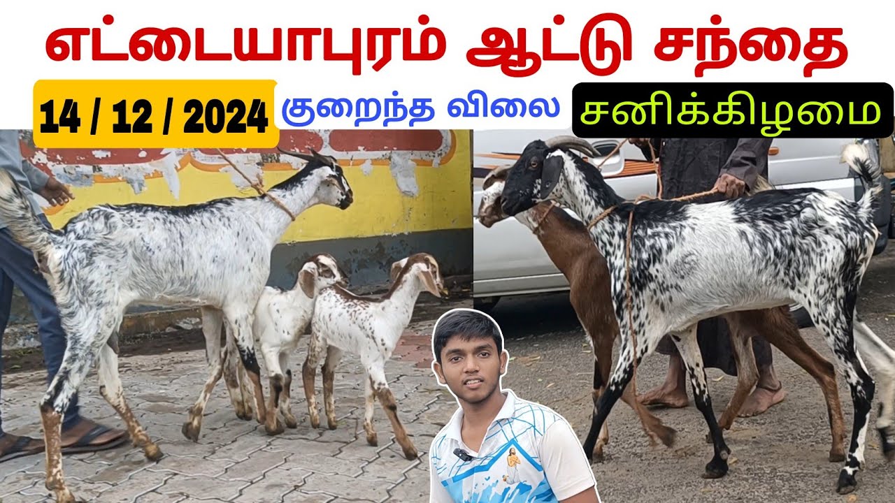 14 / 12 / 2024 / Ettayapuram Goat Market / Суббота / Flag Goat & Fence Goat #goat #goatmarket #aadu