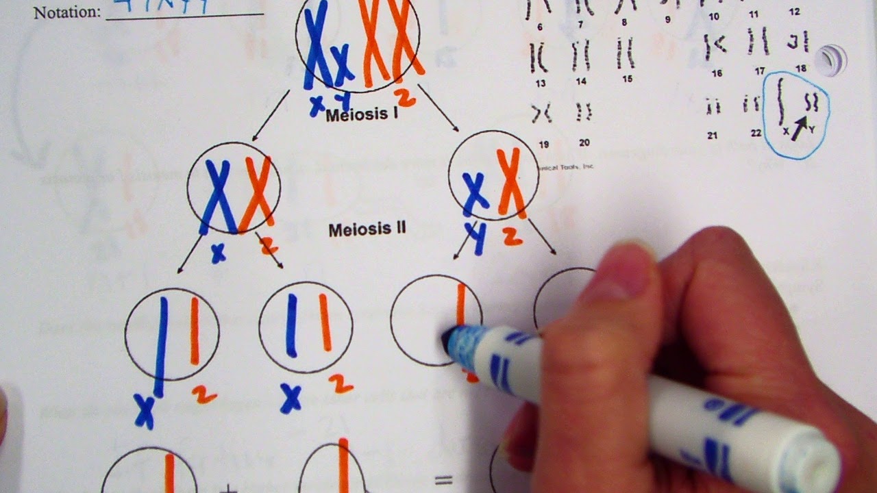 XYY Nondisjunction Diagram